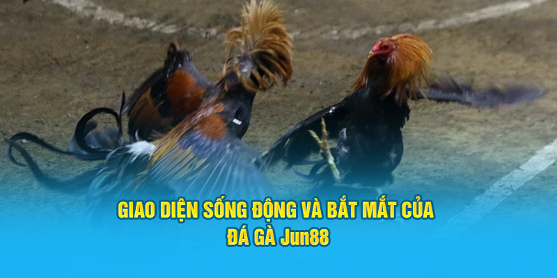 Giao diện sống động và bắt mắt của đá gà Jun88