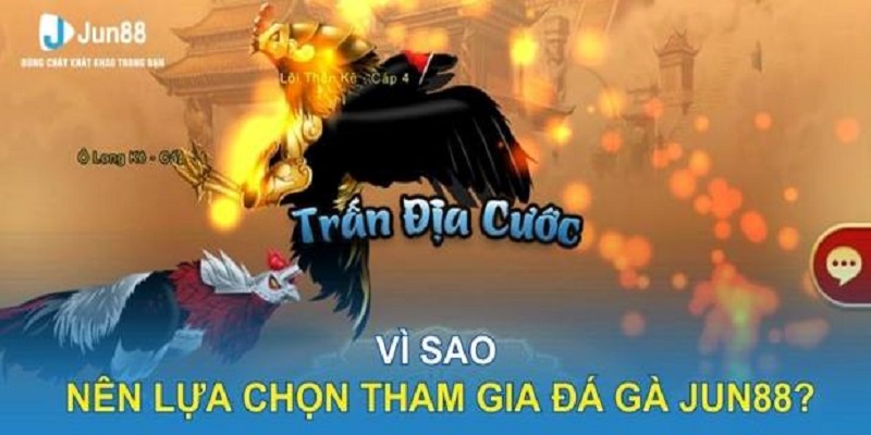 Sảnh đá gà trực tiếp tại Jun88 thu hút nhiều người tham gia